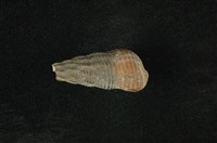 藏品(網蜷)的圖片